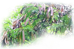 Leucaena leucocephala